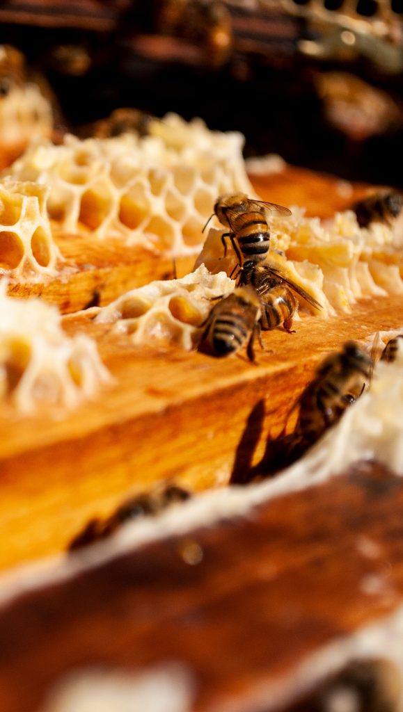 La importancia de las Abejas